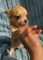 Tiny Tootie, a female Chihuahua for sale in Adamsville, TN – 3 of 8