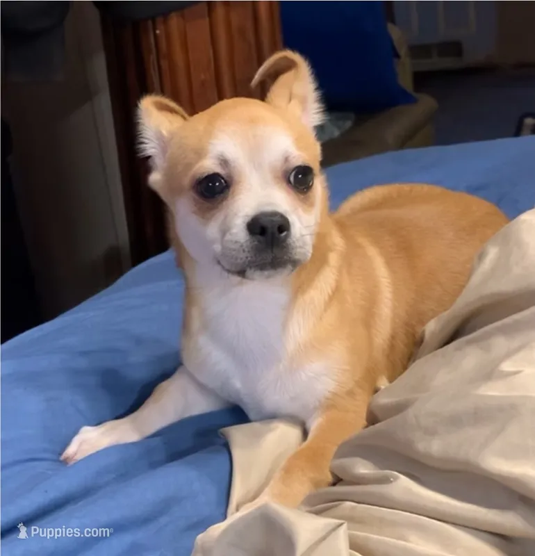 Royce – Chihuahua puppy for sale in Adamsville, TN