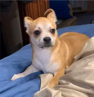 Royce, a male Chihuahua for sale in Adamsville, TN – 1 of 7