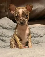 Chip, a male Chihuahua for sale in Adamsville, TN – Photo 3 of 7