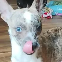 Chip, a male Chihuahua for sale in Adamsville, TN – Photo 1 of 7