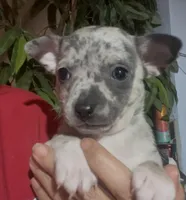 Blue Belle, a female Chihuahua for sale in Adamsville, TN – Photo 2 of 6