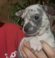 Blue Belle, a female Chihuahua for sale in Adamsville, TN – Photo 4 of 6