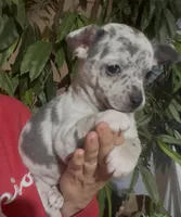 Blue Belle, a female Chihuahua for sale in Adamsville, TN – Photo 3 of 6