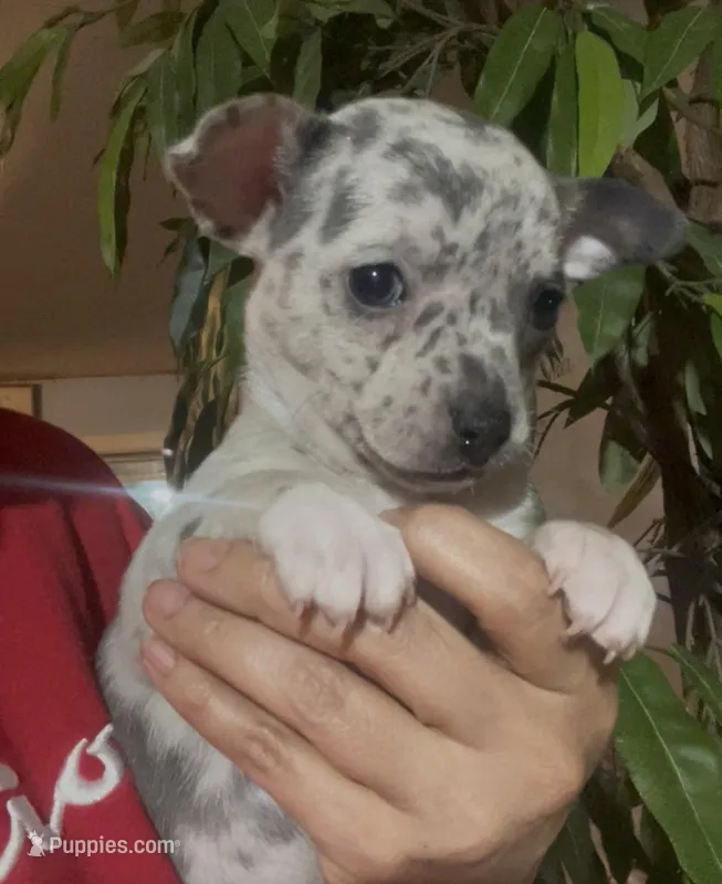 Blue Belle – Chihuahua puppy for sale in Adamsville, TN