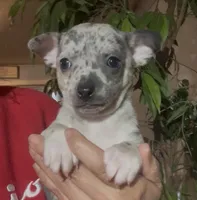 Blue Belle, a female Chihuahua for sale in Adamsville, TN – Photo 5 of 6