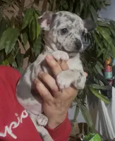 Blue Belle, a female Chihuahua for sale in Adamsville, TN – Photo 6 of 6