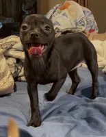 Playful Tori, a female Chihuahua for sale in Adamsville, TN – 2 of 4