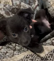 Lil Shadow, a male Chihuahua for sale in Adamsville, TN – 9 of 10