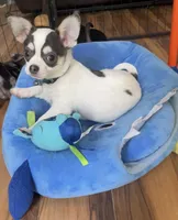 Pongo, a male Chihuahua for sale in Adamsville, TN – Photo 2 of 3