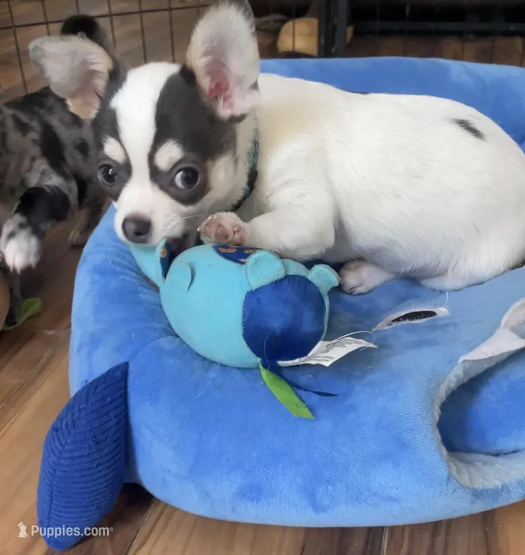 Pongo – Chihuahua puppy for sale in Adamsville, TN