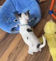 Pongo, a male Chihuahua for sale in Adamsville, TN – Photo 3 of 3