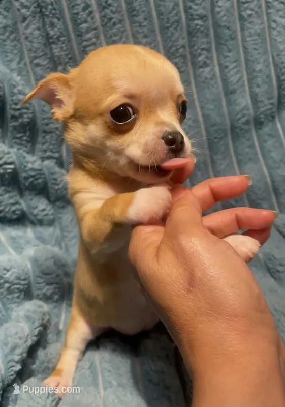 Tiny Tootie – Chihuahua puppy for sale in Adamsville, TN