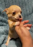 Tiny Tootie, a female Chihuahua for sale in Adamsville, TN – 1 of 8