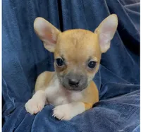 Socks, a male Chihuahua for sale in Adamsville, TN – 3 of 7