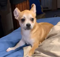 Royce, a male Chihuahua for sale in Adamsville, TN – 4 of 7