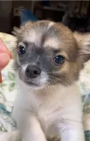 Romeo, a male Chihuahua for sale in Adamsville, TN – 7 of 8