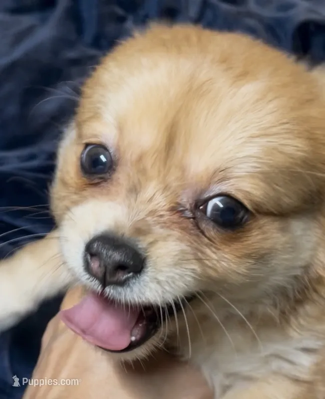 Chester – Chihuahua puppy for sale in Adamsville, TN