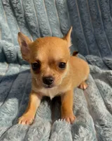 Tiny Rusty, a male Chihuahua for sale in Adamsville, TN – 1 of 6