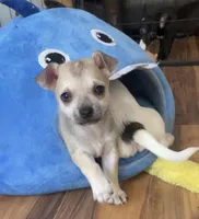 Baby Bear, a male Chihuahua for sale in Adamsville, TN – Photo 1 of 10