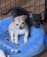 Baby Bear, a male Chihuahua for sale in Adamsville, TN – Photo 8 of 10