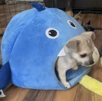 Baby Bear, a male Chihuahua for sale in Adamsville, TN – Photo 3 of 10