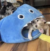 Baby Bear, a male Chihuahua for sale in Adamsville, TN – Photo 2 of 10