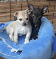 Baby Bear, a male Chihuahua for sale in Adamsville, TN – Photo 6 of 10