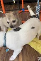 Baby Bear, a male Chihuahua for sale in Adamsville, TN – Photo 4 of 10