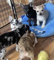 Baby Bear, a male Chihuahua for sale in Adamsville, TN – Photo 9 of 10