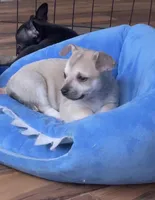 Baby Bear, a male Chihuahua for sale in Adamsville, TN – Photo 7 of 10