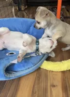 Baby Bear, a male Chihuahua for sale in Adamsville, TN – Photo 5 of 10