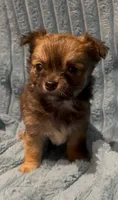 Lil Beanie, a male Chihuahua for sale in Adamsville, TN – 4 of 5