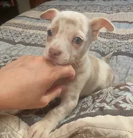 Ziggy, a male Chihuahua for sale in Adamsville, TN – 2 of 10