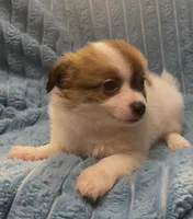 Fluffy Sweet Pea, a female Chihuahua for sale in Adamsville, TN – 7 of 7