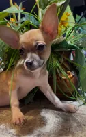 Hazel, a female Chihuahua for sale in Adamsville, TN – 4 of 8