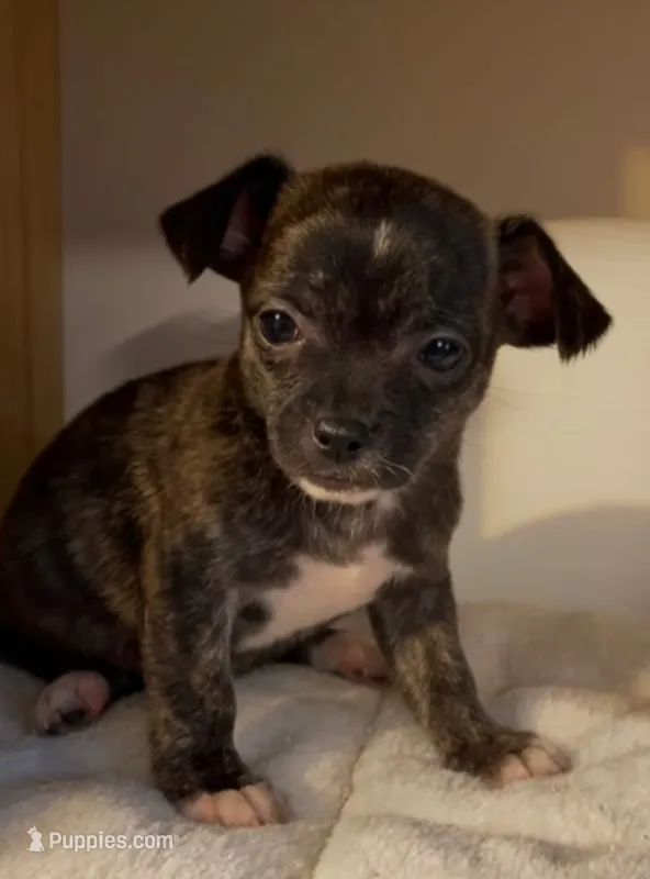 Brandy – Chihuahua puppy for sale in Adamsville, TN