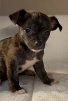 Brandy, a female Chihuahua for sale in Adamsville, TN – 3 of 3