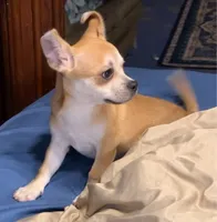 Royce, a male Chihuahua for sale in Adamsville, TN – 2 of 7