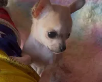 Tiny Tucker, a male Chihuahua for sale in Adamsville, TN – Photo 1 of 7