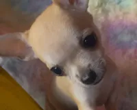 Tiny Tucker, a male Chihuahua for sale in Adamsville, TN – Photo 7 of 7