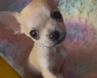 Tiny Tucker, a male Chihuahua for sale in Adamsville, TN – Photo 2 of 7