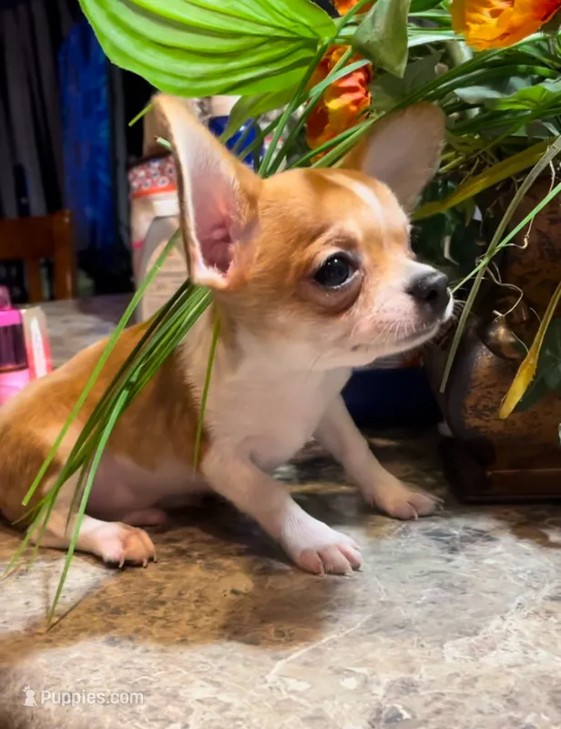 Tiny Tucker – Chihuahua puppy for sale in Adamsville, TN