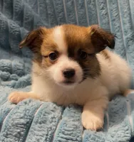 Fluffy Sweet Pea, a female Chihuahua for sale in Adamsville, TN – 1 of 7