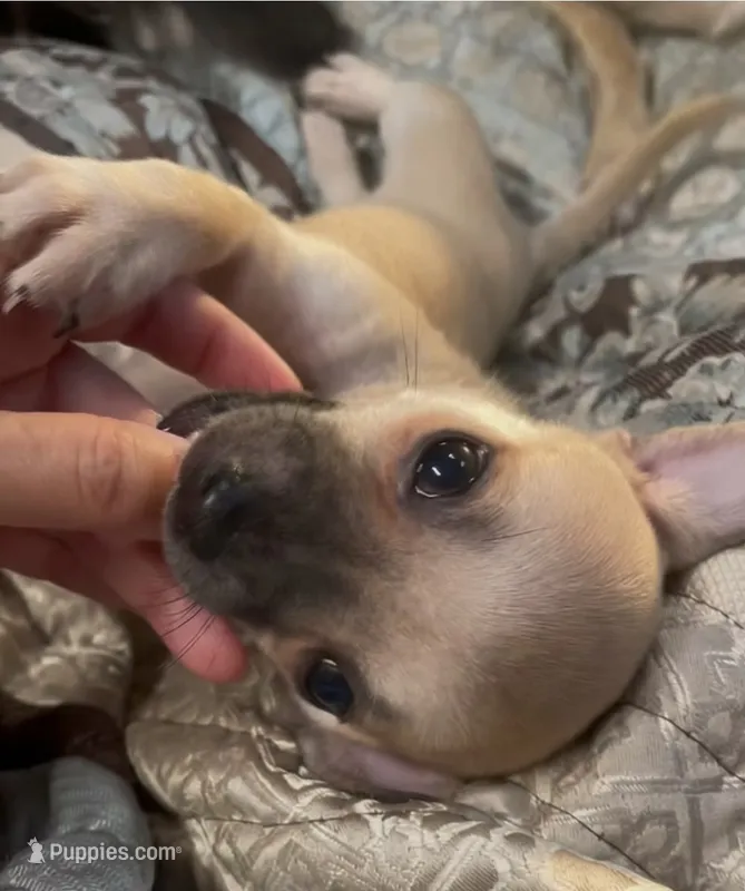 Bruiser – Chihuahua puppy for sale in Adamsville, TN