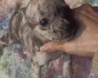 Pretty Paisley, a female Chihuahua for sale in Adamsville, TN – Photo 5 of 6