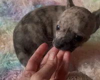 Pretty Paisley, a female Chihuahua for sale in Adamsville, TN – Photo 3 of 6