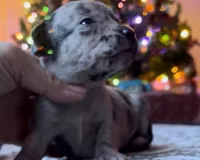 Pretty Paisley, a female Chihuahua for sale in Adamsville, TN – Photo 6 of 6