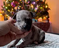 Pretty Paisley, a female Chihuahua for sale in Adamsville, TN – Photo 4 of 6