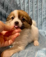 Fluffy Sweet Pea, a female Chihuahua for sale in Adamsville, TN – 2 of 7